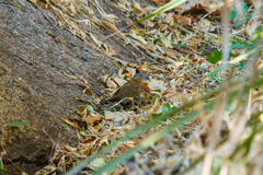 Hypargos niveoguttatus