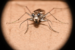 Ellipsoptera sperata