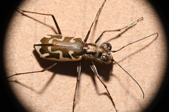 Ellipsoptera sperata