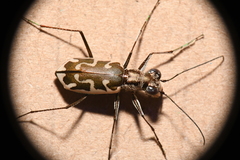 Ellipsoptera sperata