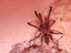 Dolichothele exilis