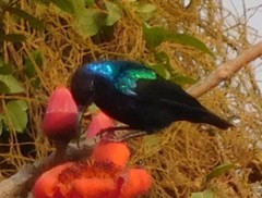 Cinnyris coccinigastrus