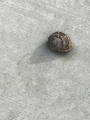 Cornu aspersum