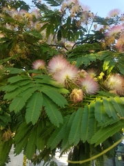 Albizia julibrissin