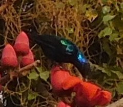 Cinnyris coccinigastrus