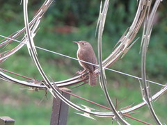Troglodytes aedon striatulus
