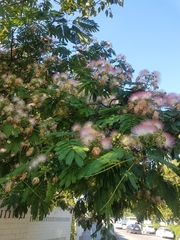 Albizia julibrissin