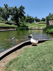 Anas platyrhynchos domesticus