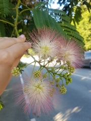 Albizia julibrissin