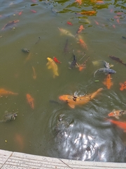 Cyprinus rubrofuscus