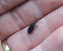 Lucidota atra