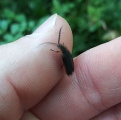 Lucidota atra