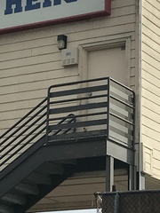 Passer domesticus