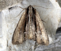 Apamea verbascoides
