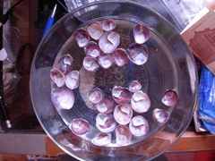 Crepipatella dilatata