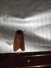 Phragmatobia fuliginosa taurica