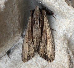 Apamea verbascoides