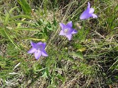 Campanula petiolata