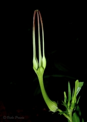 Ceropegia attenuata