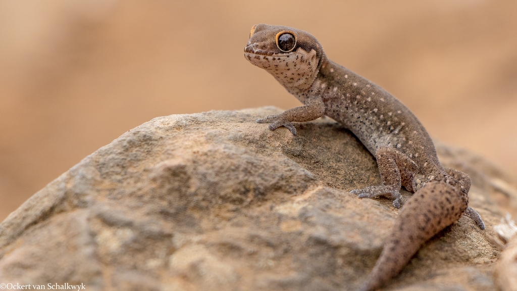Ocellated Thick-Toed Gecko
