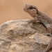 Cradock Thick-toed Gecko - Photo (c) Ockert van Schalkwyk, some rights reserved (CC BY-NC), uploaded by Ockert van Schalkwyk