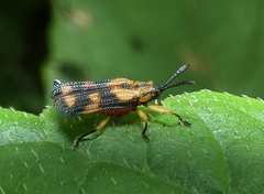 Probaenia luteonotata