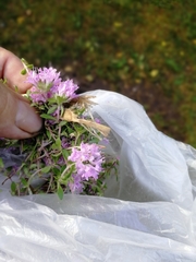 Thymus bashkiriensis
