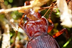 Oreonebria castanea