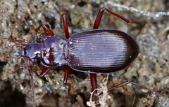 Oreonebria castanea