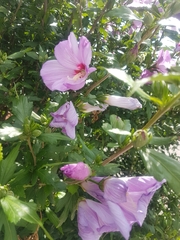 Hibiscus syriacus
