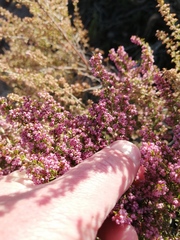Erica hispidula