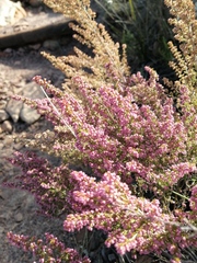 Erica hispidula