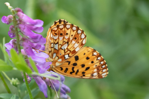 Expert challenge species