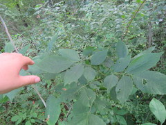 Fraxinus biltmoreana