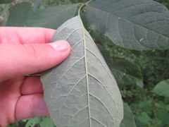 Fraxinus biltmoreana