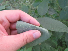 Fraxinus biltmoreana