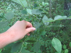 Fraxinus biltmoreana