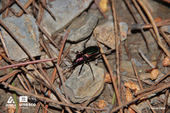 Carabus lineatus lateralis