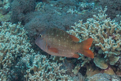 Lethrinus erythracanthus