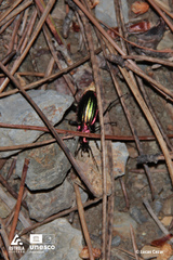Carabus lineatus lateralis