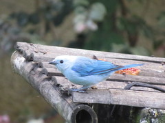 Thraupis episcopus cana