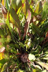 Protea scolopendriifolia
