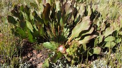 Protea scolopendriifolia