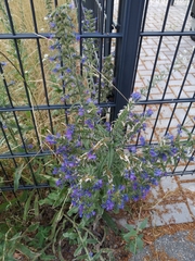Echium vulgare