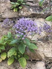 Trachelium caeruleum