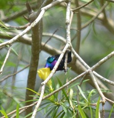 Cinnyris coccinigastrus