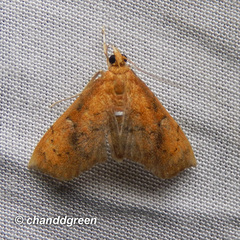 Hyalobathra micralis
