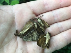 Lymantria dispar dispar