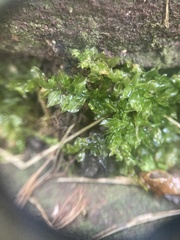 Plagiomnium cuspidatum