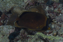 Chaetodon semeion